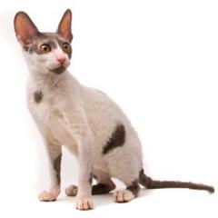 Cornish Rex