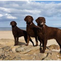 Curly Coated Retriever