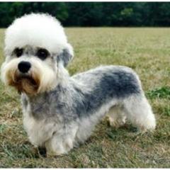 Dandie Dinmont Terrier