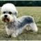 Dandie Dinmont Terrier