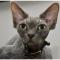 Devon Rex