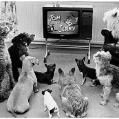 Köpekler İçin İlk Televizyon Kanalı “DOGTV”