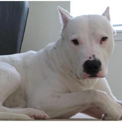 Dogo Argentino