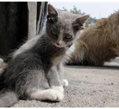 Dört Kulaklı Kedi Görenleri Şaşırttı!