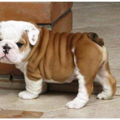 English Bulldog