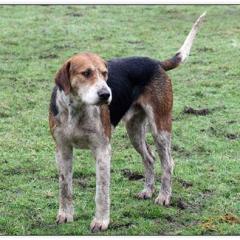 English Foxhound