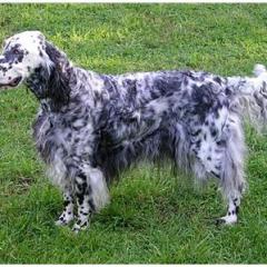 English Setter