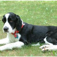 English Springer Spaniel