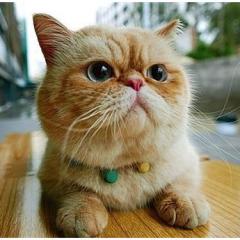 Exotic Shorthair