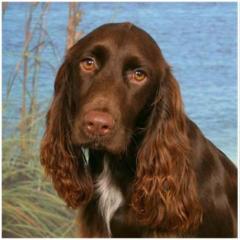 Field Spaniel