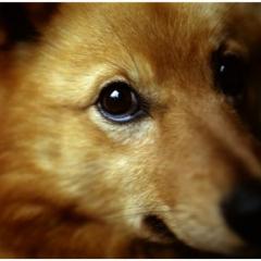 Finnish Spitz