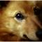 Finnish Spitz