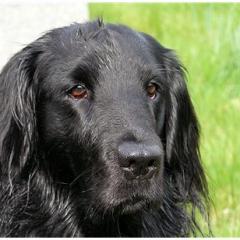 Flat Coated Retriever