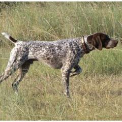 German Shorthaired Pointer