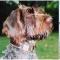 German Wirehaired Pointer