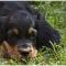 Gordon Setter