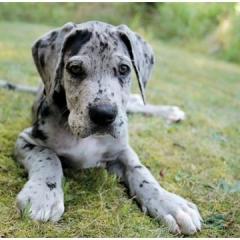 Great Dane