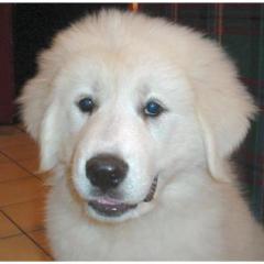 Great Pyrenees