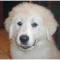 Great Pyrenees