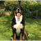 Greater Swiss Mountain Dog