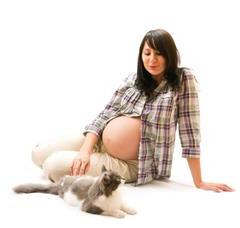 Hamilelikte Kedi Beslemek Güvenli midir?