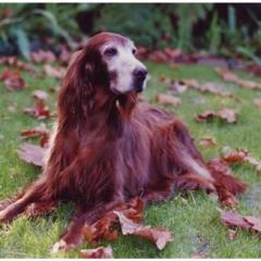 Irish Setter