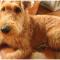 Irish Terrier