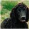 Irish Water Spaniel