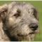 Irish Wolfhound