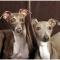 Italian Greyhound