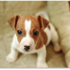 Jack Russell Terrier