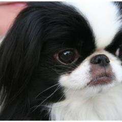 Japanese Spaniel