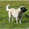 Kangal