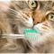 Kedilerde Ağız Ve Diş Sağlığı