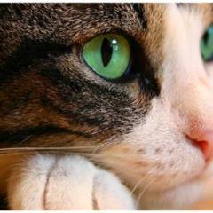 Kedilerde Göz Hastalıkları