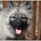 Keeshond