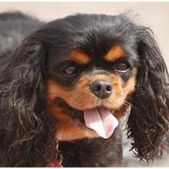 King Charles Spaniel