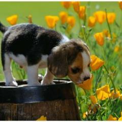 Köpekler Koku ile Hastalığı Anlayabiliyorlar