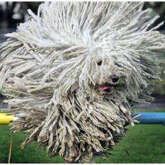 Komondor