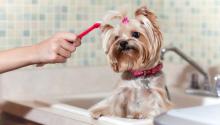 Brushing Dogs Teeth