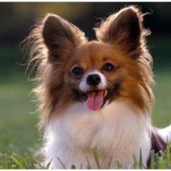 Köpekler Hakkında 40 Pratik Bilgi…