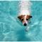 Köpeklerde Yüzme