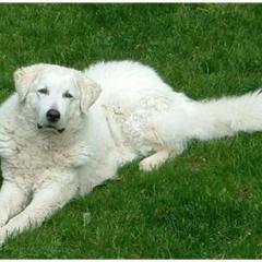 Kuvasz