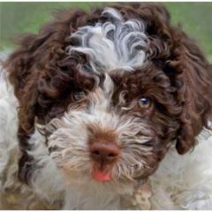 Lagotto Romagnolo