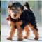 Lakeland Terrier