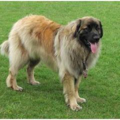 Leonberger