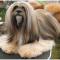 Lhasa Apso