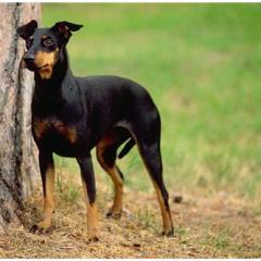 Manchester Terrier