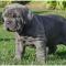 Mastiff