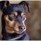 Miniature Pinscher